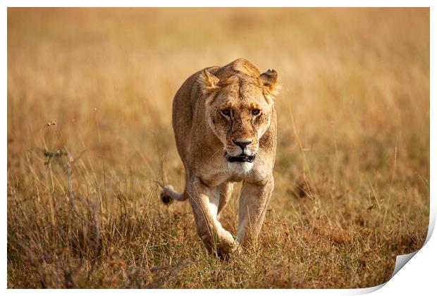 Lioness Print by Steve Smith