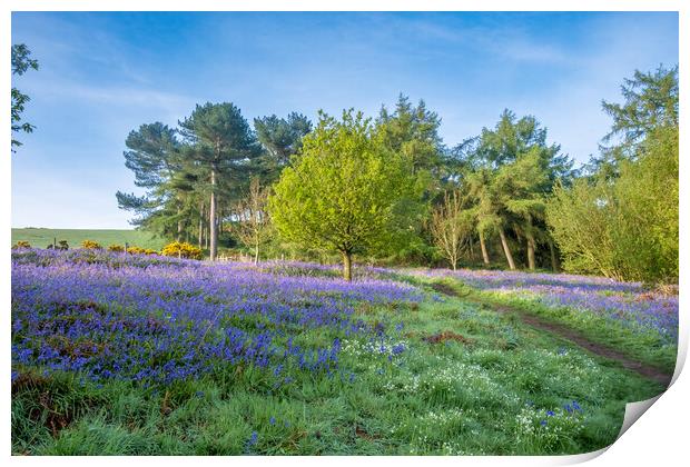 Nature's Paradise: Newton Woods Print by Steve Smith