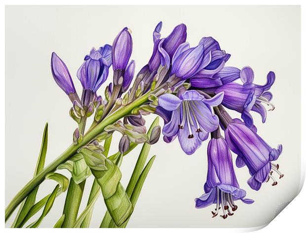Bluebell Print by Steve Smith