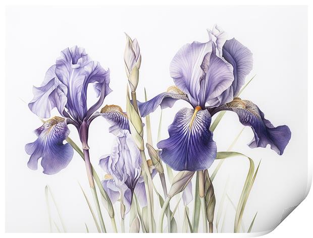 Iris Print by Steve Smith