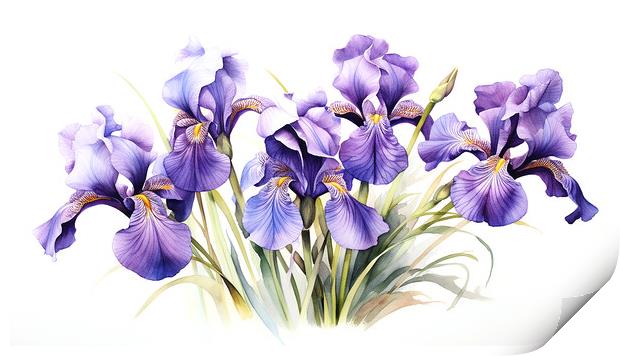 Watercolour Irises Print by Steve Smith
