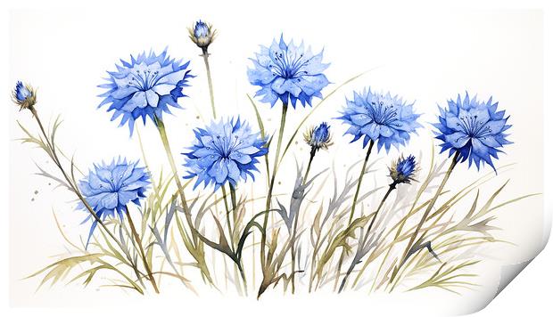 Watercolour Cornflowers Print by Steve Smith