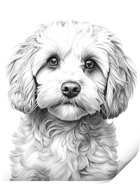 Pencil Drawing Cockapoo Print by Steve Smith