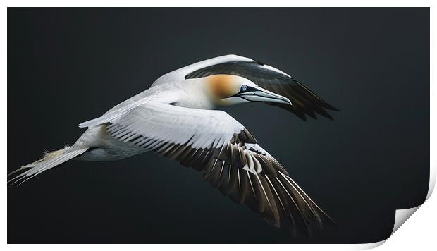 Gannet In Flight Print by Steve Smith