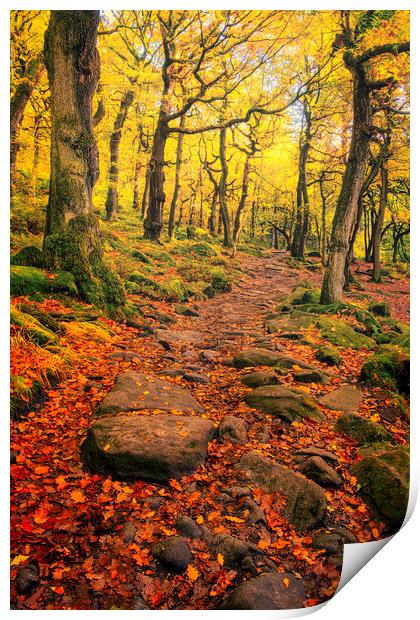 Padley Gorge Autumn Woodland Print by Tim Hill