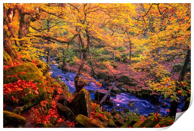Captivating Autumnal Beauty Print by Tim Hill
