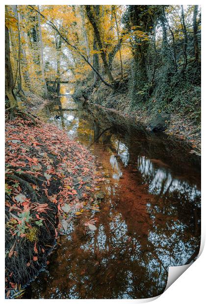 Knaresborough Woodland in Autumn Print by Tim Hill