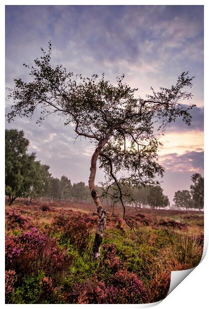 Majestic Sunrise Over the Heather Print by Tim Hill