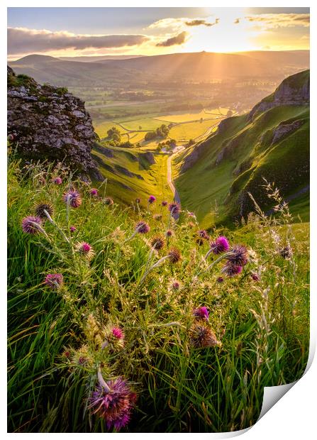 A Sunrise of Purple Thistles Print by Tim Hill