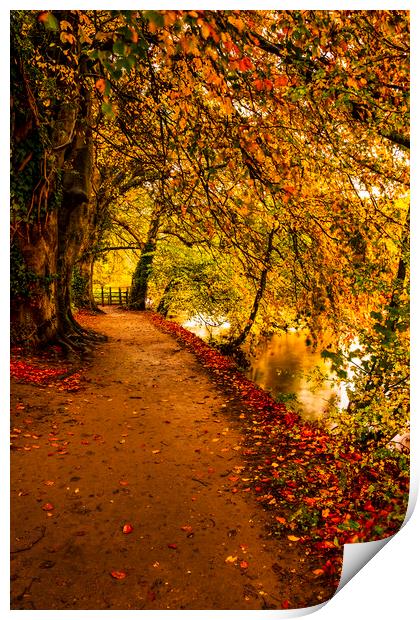 Serene Autumnal Walk Print by Tim Hill