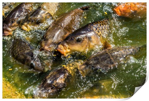 Koi Carp feeding on the Lake Surface Print by Tim Hill