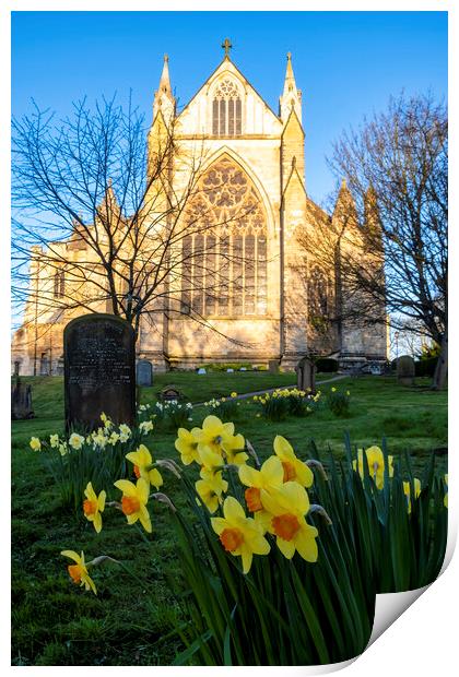 Resurrection Blooms: Daffodils at Ripon Cathedral Print by Tim Hill