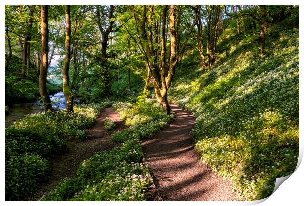 Wild Garlic Flowers: Path to Janet's Foss Print by Tim Hill