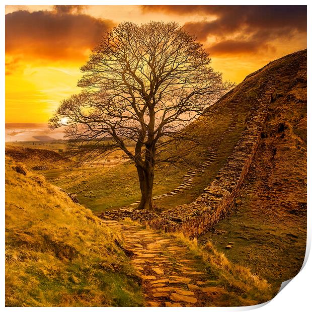 Sycamore Gap  Print by Tim Hill