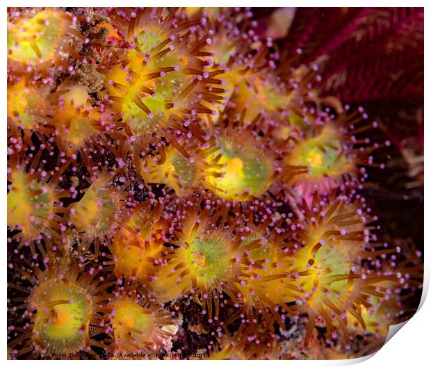 jewel anemones Print by Peter Bardsley