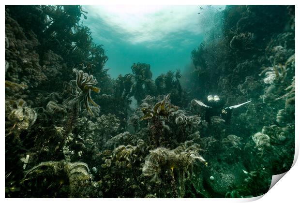 Kelp forest Print by Peter Bardsley