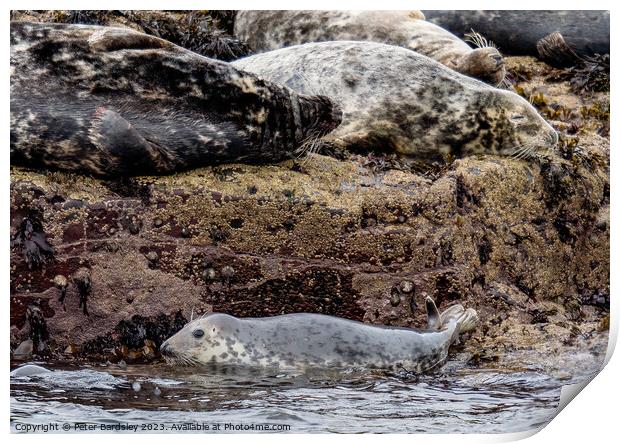 seal pup adventure Print by Peter Bardsley