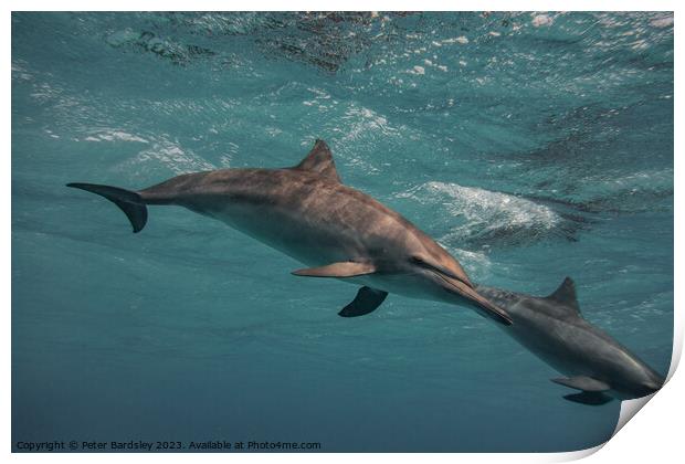 Spinner dolphin Print by Peter Bardsley