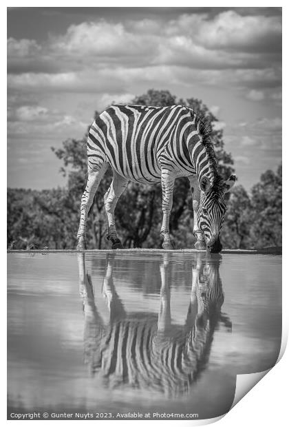 A zebra drinking at a waterhole Print by Gunter Nuyts