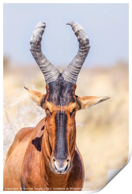 A portrait of a red hartebeest Print by Gunter Nuyts