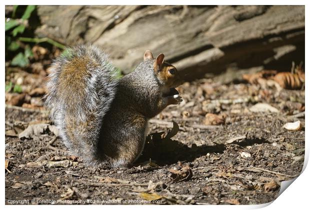 A squirrel eating Print by Infallible Photography