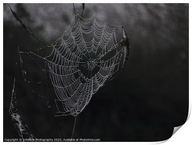 Web Dew  Print by Infallible Photography