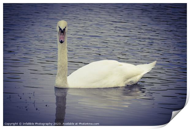 Swan Print by Infallible Photography