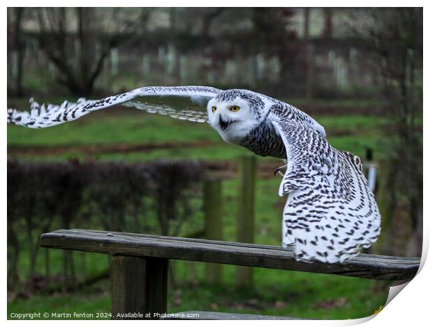 Snowy Owl taking off Print by Martin fenton