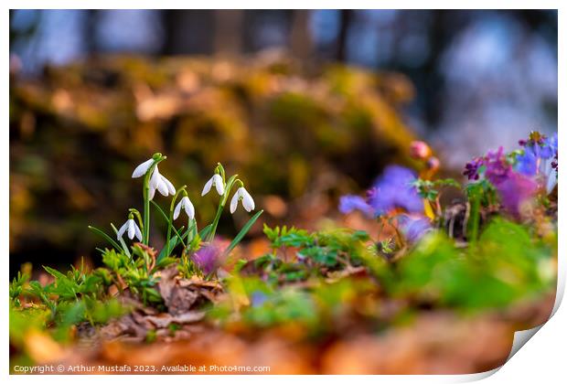 Common snowdrops Galanthus nivalis blooms on the forest floor, w Print by Arthur Mustafa