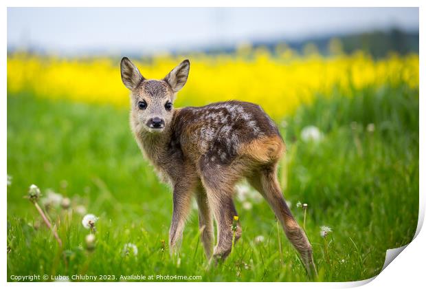 Young wild roe deer in grass, Capreolus capreolus. New born roe  Print by Lubos Chlubny