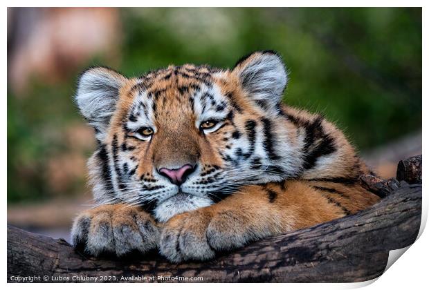 Cute siberian tiger cub, Panthera tigris altaica Print by Lubos Chlubny