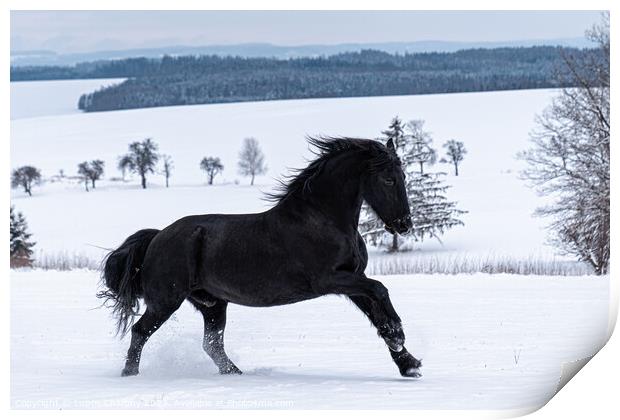 Friesian stallion running in winter field. Black Friesian horse runs gallop in winter. Print by Lubos Chlubny