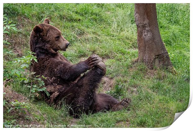 Resting brown bear (Ursus arctos) in the forest Print by Lubos Chlubny
