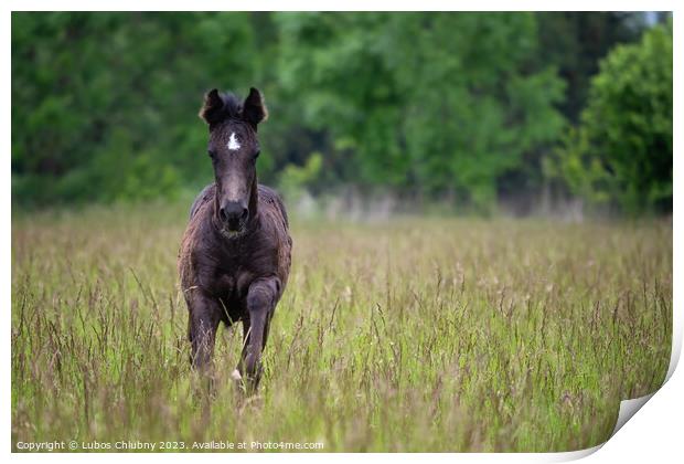 Running foal in spring meadow, black horse Print by Lubos Chlubny
