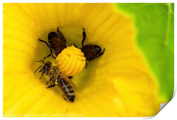 Bees collect pollen in a zucchini flower Print by Lubos Chlubny