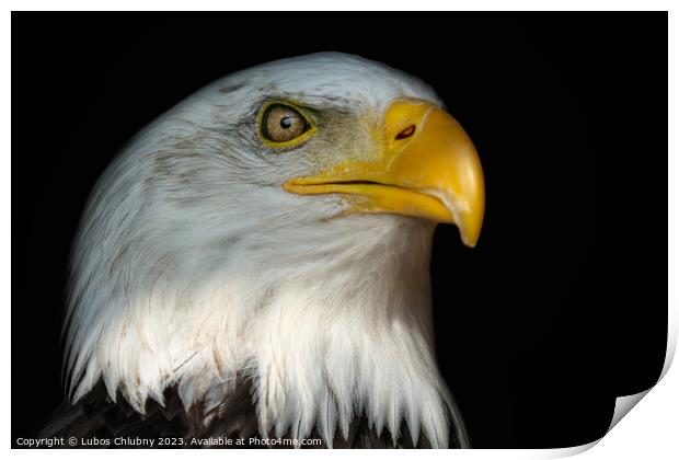 Portrait of a bald eagle (Haliaeetus leucocephalus) with an open beak isolated on black background Print by Lubos Chlubny