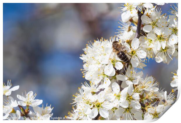 Honey bee collecting pollen from flowers. Spring n Print by Lubos Chlubny