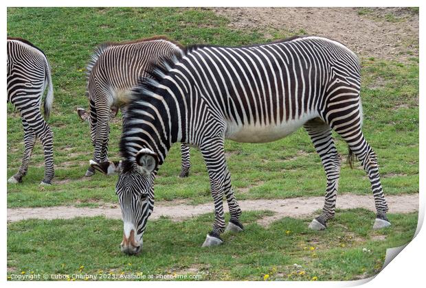 Herd of The Grevy's zebra (Equus grevyi) grazing on green grass Print by Lubos Chlubny