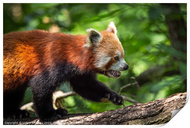 Red panda (Ailurus fulgens) on the tree. Cute panda bear in forest habitat. Print by Lubos Chlubny