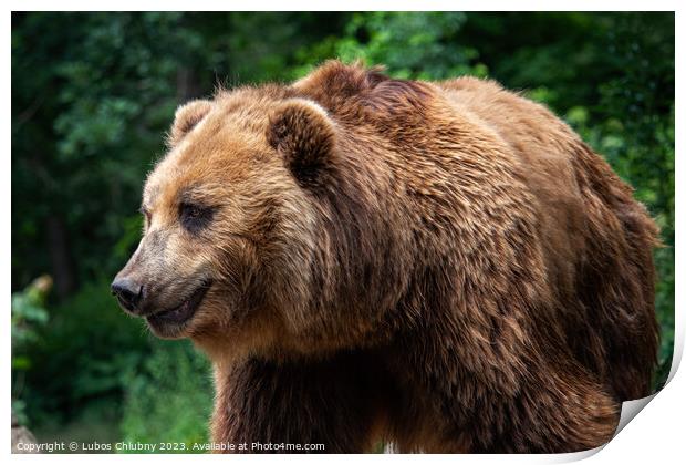 Kamchatka Brown bear (Ursus arctos beringianus). Brown fur coat, danger and aggresive animal. Big mammal from Russia. Print by Lubos Chlubny