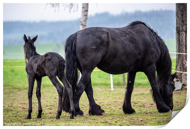 Black mare and foal in the pasture. Print by Lubos Chlubny