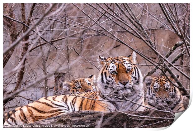 Siberian tiger with cub, Panthera tigris altaica Print by Lubos Chlubny