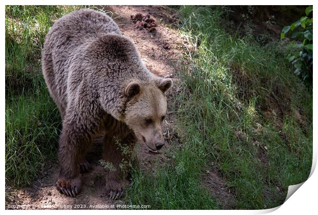 Brown bear (Ursus arctos) in the forest Print by Lubos Chlubny