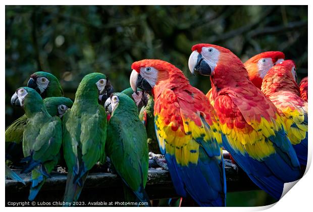 Group of Ara parrots, Red parrot Scarlet Macaw, Ara macao and military macaw (ara militaris) Print by Lubos Chlubny