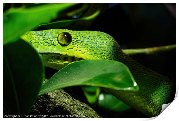 Green tree python close-up on tree branch, Morelia viridis. Print by Lubos Chlubny