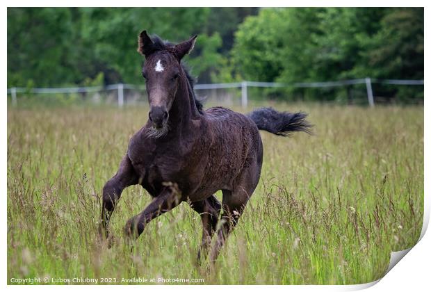 Running foal in spring meadow, black horse Print by Lubos Chlubny