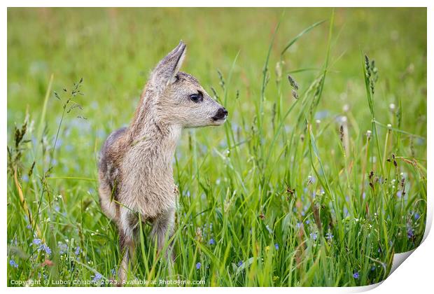 Young wild roe deer in grass, Capreolus capreolus. New born roe deer, wild spring nature. Print by Lubos Chlubny