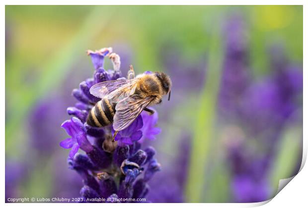 The bee pollinates the lavender flowers. Print by Lubos Chlubny