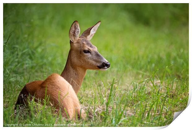 Roe deer in forest, Capreolus capreolus. Wild roe deer in nature. Print by Lubos Chlubny