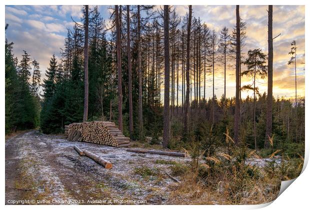 Forest road and a pile of wood. Deforestation of a beautiful forest. Print by Lubos Chlubny